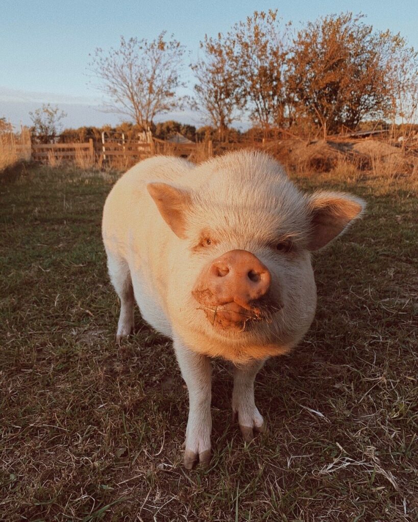 PIG1