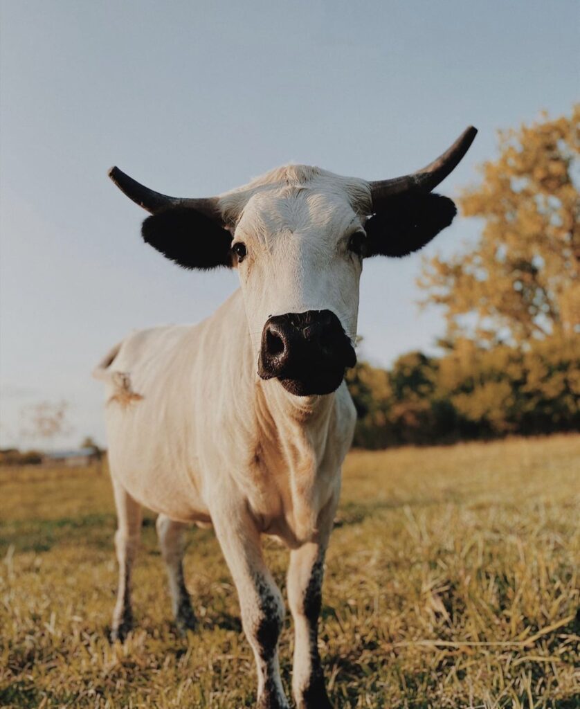 cow