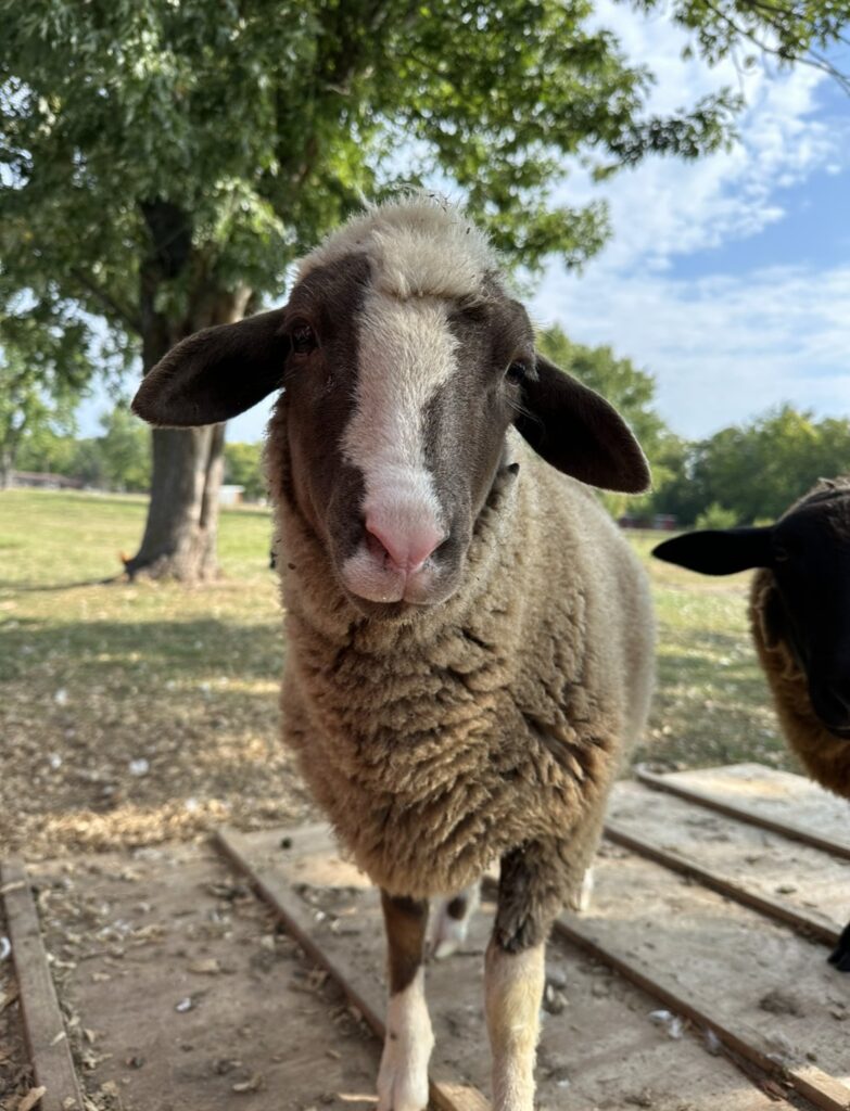 sheep