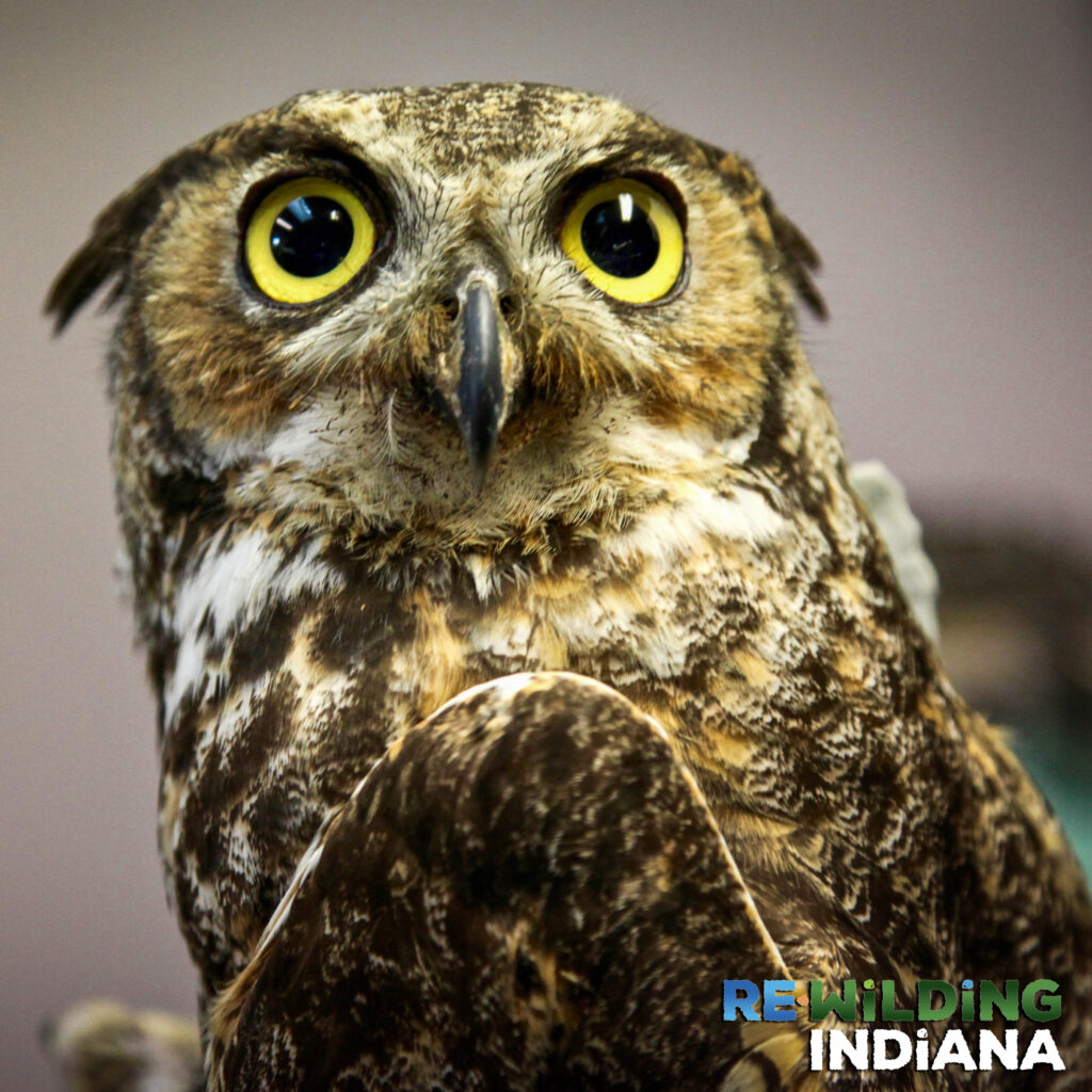 Great horned owl logo